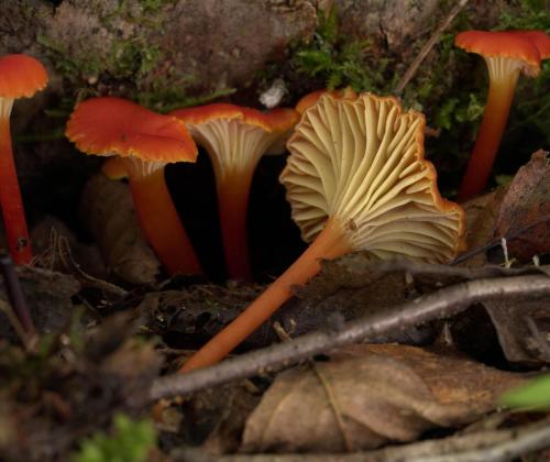 Гигроцибе лисичковая (Hygrocybe cantharellus). Фото Л.Б. Калининой