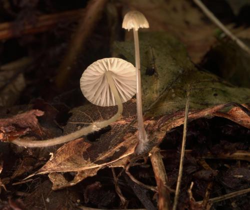 Micena (Mycena sp). Фото Л.Б. Калининой