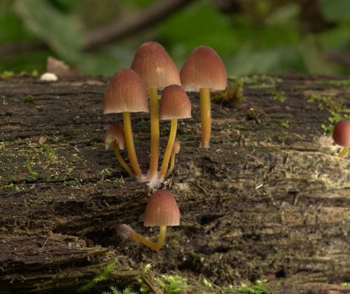 Мицена Рене (Mycena renati). Фото Л.Б. Калининой