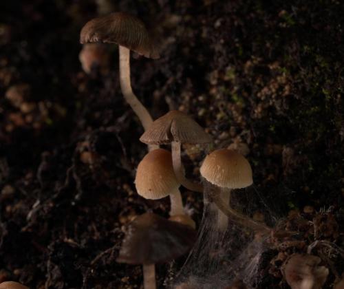 Pastirella pigmej (Psathyrella pygmea). Фото Л.Б. Калининой