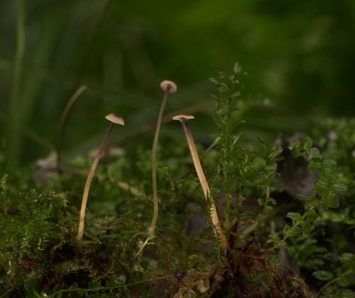 Rikenella Svarca (Rickenella swartzii). Фото Л.Б. Калининой